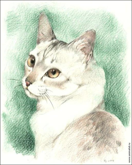 Кошечка