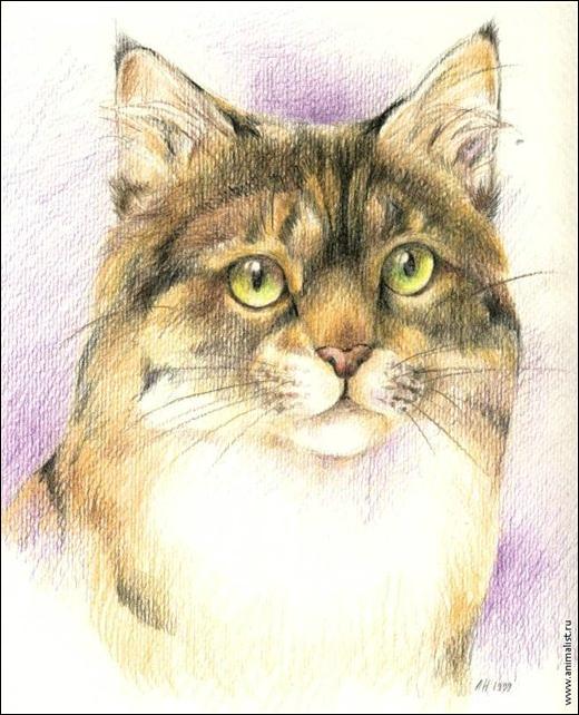 Сибирская кошка
