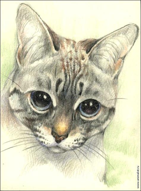 Тайская кошка