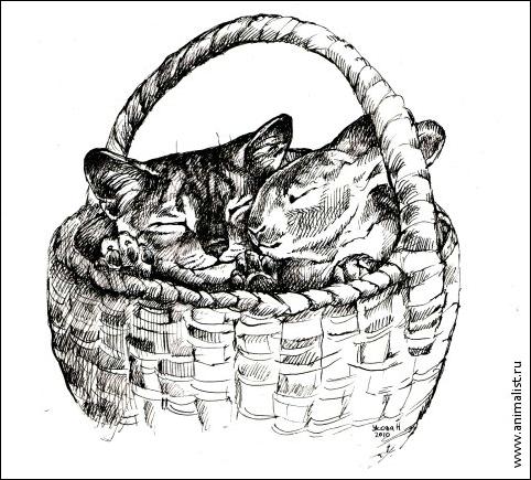 Коты и кролики