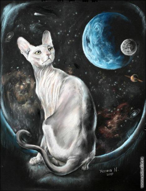 Кошки на окошке