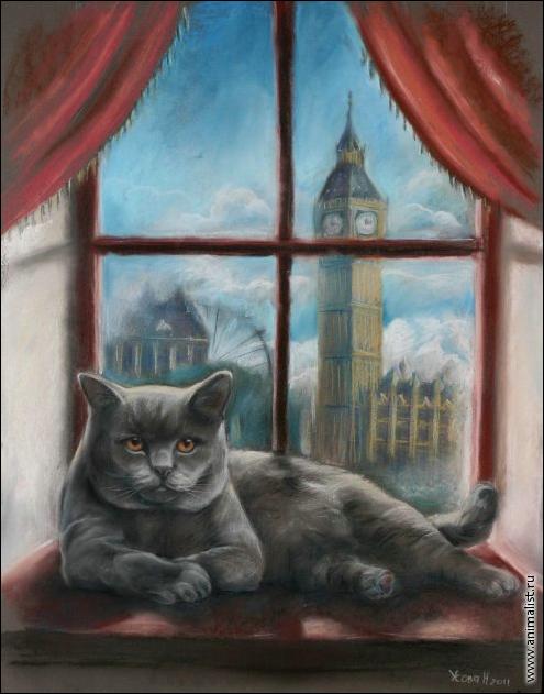 Британский кот