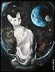 Кошки на окошке