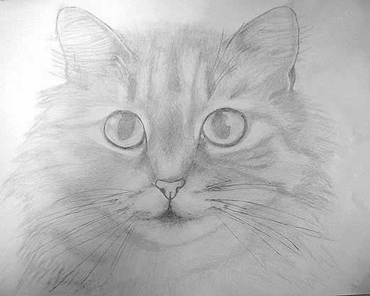 Кошачий портрет. Серия «Кошки»