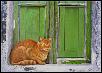 Рыжий кот