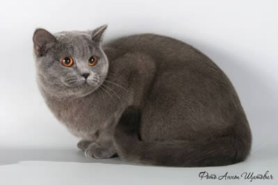 Британская короткошерстная (British Shorthair)