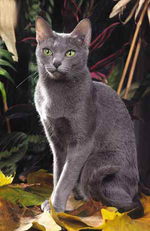 Корат (Korat)