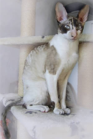 Корниш рекс (Cornish Rex)