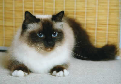 Бирманская (Birman)