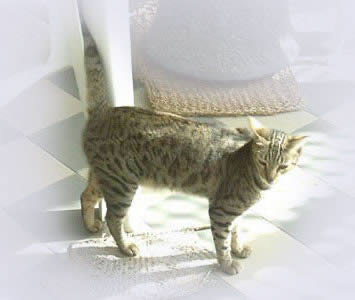 Аравийский Мау (Arabian Mau)