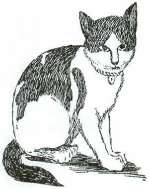Кот Нансен