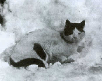 Кошки в Антарктике
