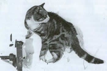 Кошки в Антарктике